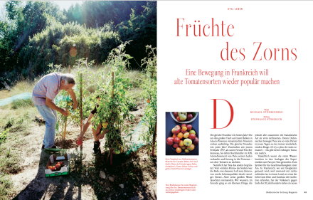 Tomaten_Stuehrenderg